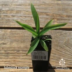 Yucca Elephantipes - Soft-tip Yucca -Felco Shop apo yucca soft tip tubestock top