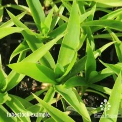 Yucca Elephantipes - Soft-tip Yucca -Felco Shop apo yucca soft tip tubestock top 1