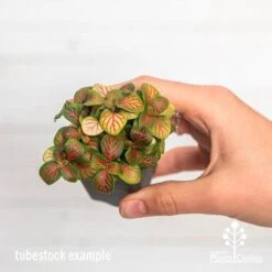 Fittonia Skeleton - Snakeskin Plant -Felco Shop ausplantsonline fittonia skeleton tube