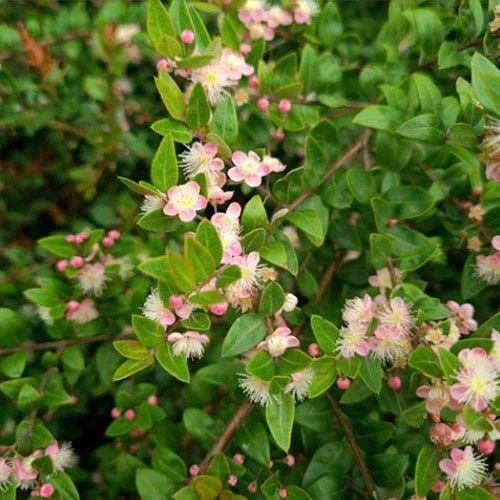 Austromyrtus Blush - Pink Midgem Berry 1 Austromyrtus Blush - Pink Midgem Berry