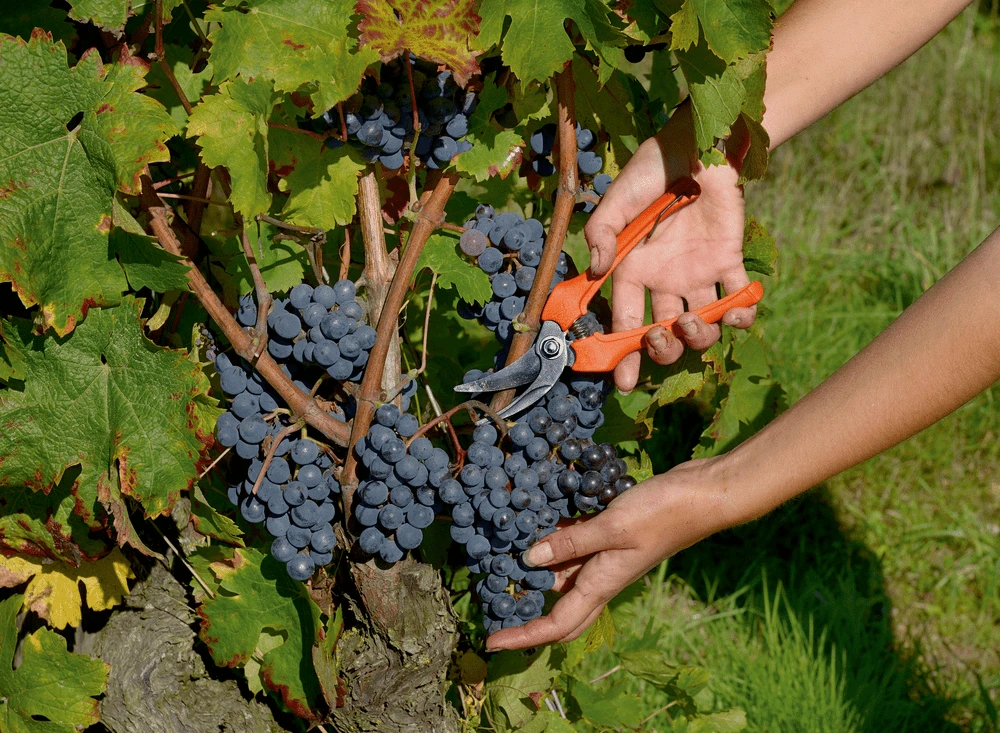 Bahco P123-19 10mm Bypass Snips With Fibreglass Handle 2 Bahco P123-19 10mm Bypass Snips With Fibreglass Handle - Image 2