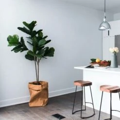 Ficus Lyrata Bambino - Fiddle Leaf Fig -Felco Shop bambino kitchen