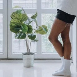 Ficus Lyrata Bambino - Fiddle Leaf Fig -Felco Shop bambino legs 1