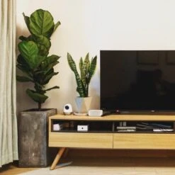 Ficus Lyrata Bambino - Fiddle Leaf Fig -Felco Shop bambino tv