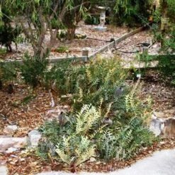 Banksia Blechnifolia 21 Banksia Blechnifolia -Felco Shop banksia blechnifolia flickr sydney oats 3