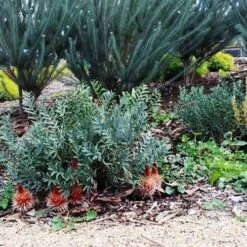 Banksia Blechnifolia 14 Banksia Blechnifolia -Felco Shop banksia candles mt barker