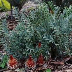 Banksia Blechnifolia 18 Banksia Blechnifolia -Felco Shop banksia candles mt barker crop