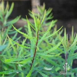 Banksia Spinulosa - Hairpin Banksia -Felco Shop banksia spinulosa foliage