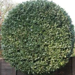 Laurus Miles Choice - Bay Tree -Felco Shop baytree flickr brian snelson 500