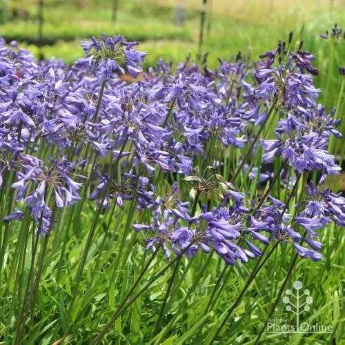 Agapanthus Bingo Blue 1 Agapanthus Bingo Blue