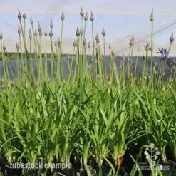 Agapanthus Bingo Blue 13 Agapanthus Bingo Blue -Felco Shop bingo blue mighty