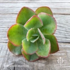 Echeveria Blue Curls - Succulent -Felco Shop blue curls
