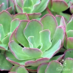 Echeveria Blue Curls - Succulent -Felco Shop blue curls 500