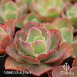 Echeveria Blue Curls - Succulent -Felco Shop blue curls side