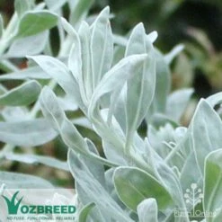 Eremophila Blue Horizon - Emu Bush -Felco Shop blue horizon close