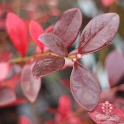 Blueberry Sunshine Blue 19 Blueberry Sunshine Blue -Felco Shop blueberry sunshine autumn colour