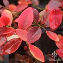 Blueberry Sunshine Blue 17 Blueberry Sunshine Blue -Felco Shop blueberry sunshine blue autumn colour