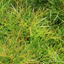 Grevillea Bon Accord -Felco Shop bon accord grevillea foliage