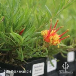 Grevillea Bonnie Prince Charlie -Felco Shop bonnie prince charlie tubestock in flower