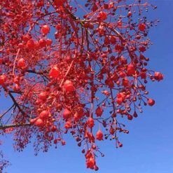 Illawarra Flame Tree - Brachychiton -Felco Shop brachychiton acerifolius flower