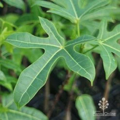Illawarra Flame Tree - Brachychiton -Felco Shop brachychiton acerifolius leaf