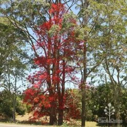 Illawarra Flame Tree - Brachychiton -Felco Shop brachychiton flame tree waterfall