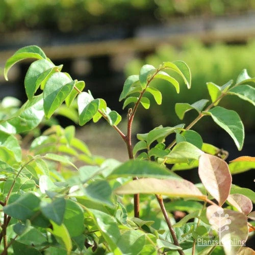 Burdekin Plum - Pleiogynium 9 Burdekin Plum - Pleiogynium - Image 9