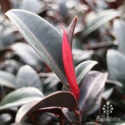 Ficus Elastica Burgundy - Rubber Plant -Felco Shop burgundy new leaf red