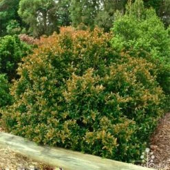Syzygium Bush Christmas - Lilly Pilly 20 Syzygium Bush Christmas - Lilly Pilly -Felco Shop bush christmas syzygium