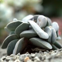 Crassula Dubia - Succulent -Felco Shop cactus dubai 1
