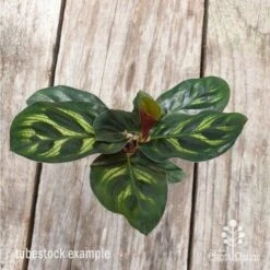 Calathea Makoyana - Peacock Plant -Felco Shop calathea makoyane leaf 1