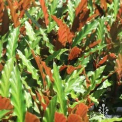 Calathea Rufibarba - Velvet Calathea -Felco Shop calathea sunlit 500 1