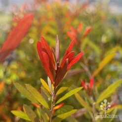 Callistemon Candy Burst -Felco Shop callistemon candy burset leaf colour sun
