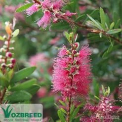 Callistemon Candy Burst -Felco Shop callistemon candy burst