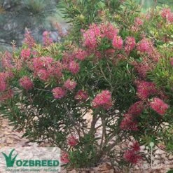 Callistemon Candy Burst -Felco Shop callistemon candy burst bush