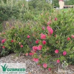 Callistemon Fluro Burst -Felco Shop callistemon fluro burst bush