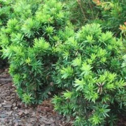 Callistemon Green John -Felco Shop callistemon green john 500