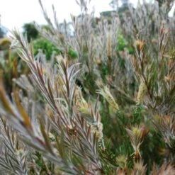Callistemon Summer Days™ 8 Callistemon Summer Days™ -Felco Shop callistemon summer days foliage