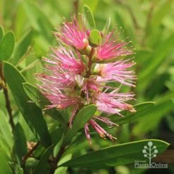 Callistemon Sweet Burst 25 Callistemon Sweet Burst -Felco Shop callistemon sweet burst tubestock flower
