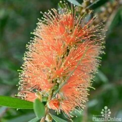 Callistemon Tangerine Dream 15 Callistemon Tangerine Dream -Felco Shop callistemon tangerine dream