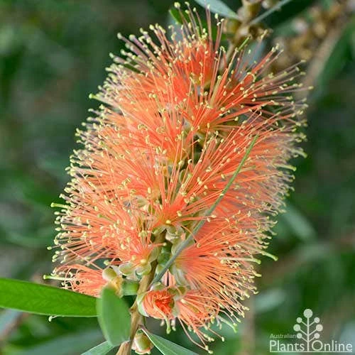 Callistemon Tangerine Dream 7 Callistemon Tangerine Dream - Image 7