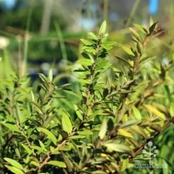 Grevillea Canterbury Gold 15 Grevillea Canterbury Gold -Felco Shop canterbury gold foliage