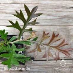 Grevillea Carpet Layer -Felco Shop carpet layer leaf 1