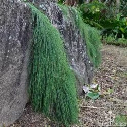 Casuarina Cousin It 16 Casuarina Cousin It -Felco Shop casaurina cousin it cascading 1