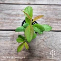 Chaenomeles Nivalis - Japanese Quince 17 Chaenomeles Nivalis - Japanese Quince -Felco Shop chaenomeles speciosa nivalis 2