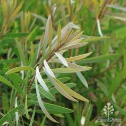 Callistemon Pink Champagne -Felco Shop champagne img 6052