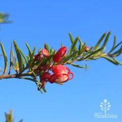 Grevillea Cherry Ripe 9 Grevillea Cherry Ripe -Felco Shop cherry ripe flower 1