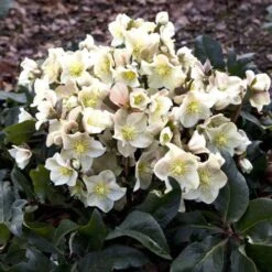 Hellebore Cinnamon Snow - Winter Rose -Felco Shop cinnamon snow garden