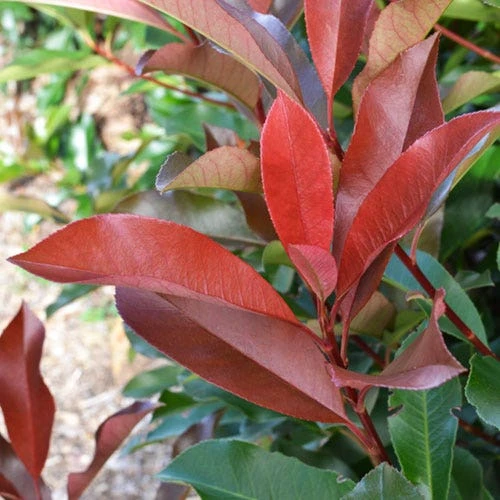 Photinia Red Robin 2 Photinia Red Robin - Image 2