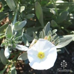 Convolvulus Cneorum - Silverbush 13 Convolvulus Cneorum - Silverbush -Felco Shop cneorum flower sun